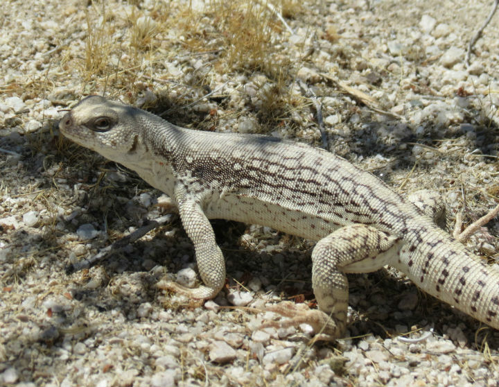 Desert Iguana